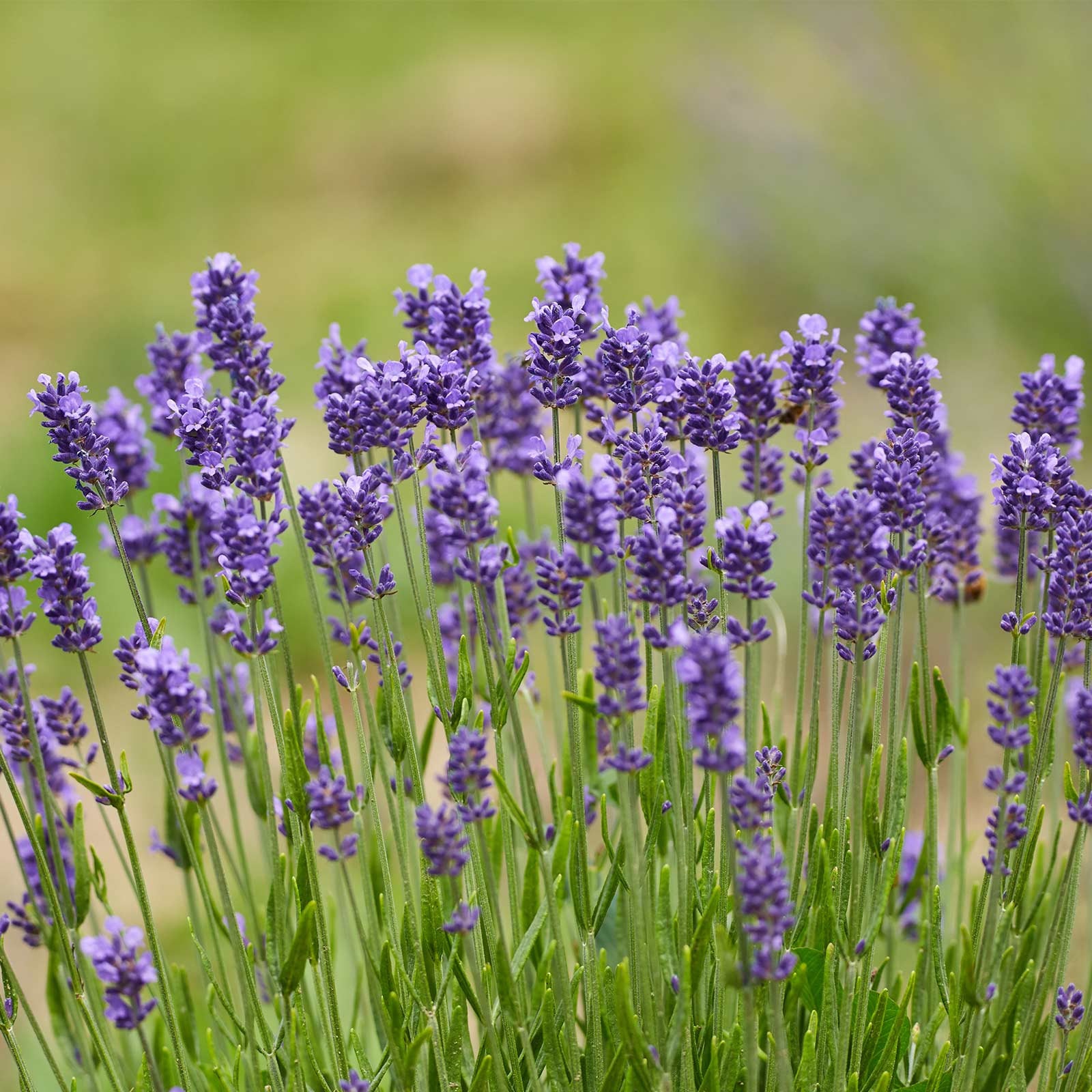 100 English Lavender Seeds Organic Nongmo Hand Picked Bio Etsy