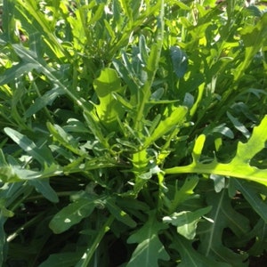 300 Wild Rocket Seeds Rucola Rukola Wilde Rauke Arugula Samen Graines Nasiona Frø Zaad Zaden Somen Sementes Siemenet Semi Sementi Semillas
