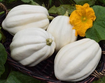 10 MASHED KARTOFFEL Weiß Acorn Squash Samen, F1 Hybrid