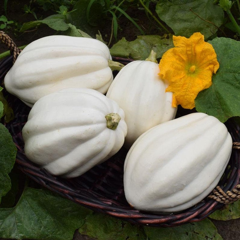 10 Seeds MASHED POTATO White Acorn Squash Weisser Kürbis Samen Etsy UK
