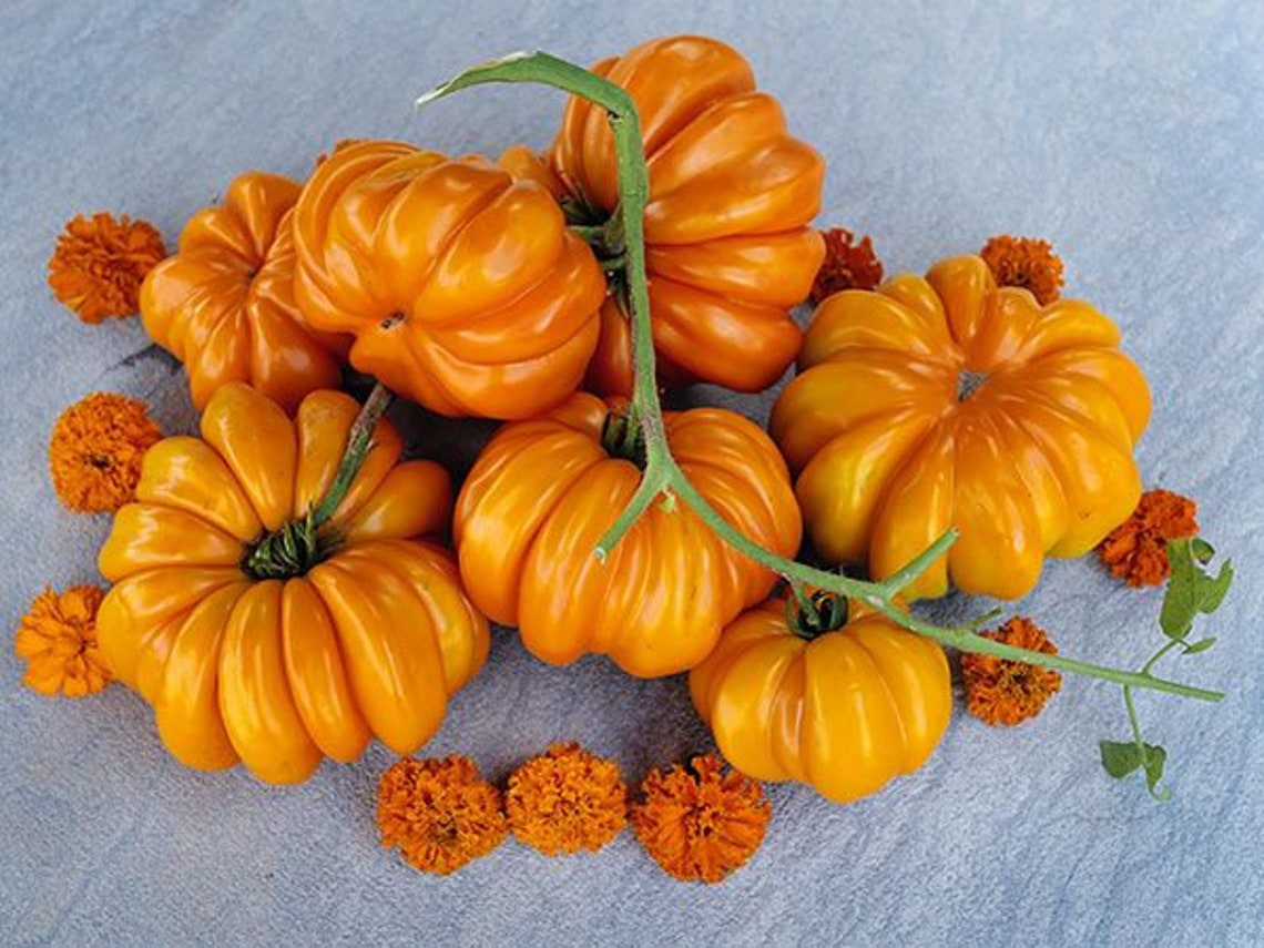 30 Organic ORANGE ACCORDION Heirloom Tomato Seeds Samen Semi Etsy