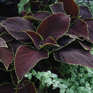 Peut inclure: Gros plan sur une plante de couleur pourpre foncé avec des bords verts sur les feuilles. La plante a un bord festonné et est nette. L'arrière-plan est flou et montre une plante vert clair.