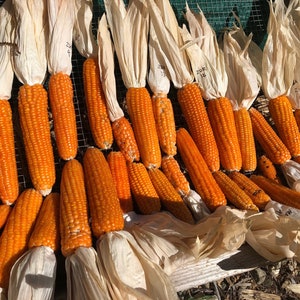 Puede incluir: Primer plano de una colección de mazorcas de maíz secas, con las cáscaras quitadas, dispuestas en una rejilla de alambre. Las mazorcas son de un color naranja vibrante y están etiquetadas con números.