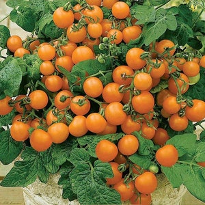 Peut inclure: Gros plan sur une plante avec de nombreuses petites tomates orange vif qui poussent dessus. Les tomates sont regroupées sur les vignes vertes.