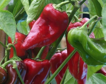 100 Bio DULCE DE ESPANA Sweet Red Pepper Spanisches Erbstück Samen Semi Sementi Semillas Graines Nasiona Frø Graines Zaad Zaden Somen