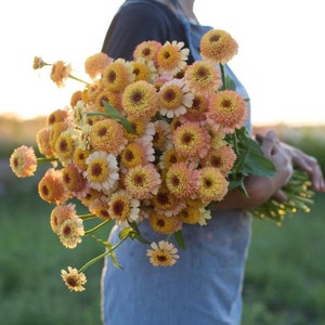 100 Zinnia CRESTO PEACHY PINK Seeds Zinnie Samen Graine Nasiona Frön Semi Semillas Zaden Sementes Somen Siemenet Sēklas