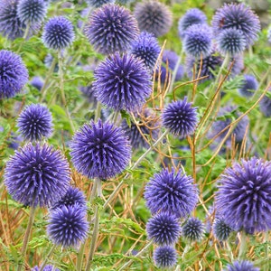 Può includere: Un campo di cardi globosi blu in fiore. I fiori sono rotondi e spinosi, di un colore blu-viola. I fiori crescono in un campo di erba verde e steli marroni.