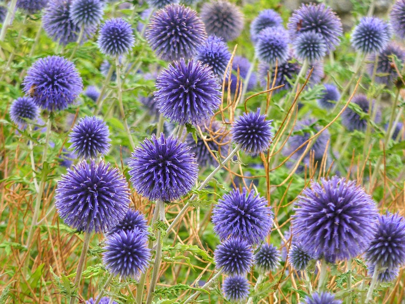 50 Echinops ritro METALLIC BLUE Flower Organic Seeds Blue Ball Thistle Fantastic for Pollinators Very decorative image 3