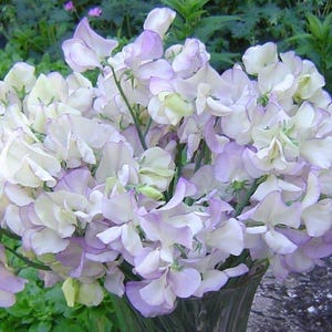 20 HOCH duftende Wicke Lathyrus Odoratus Samen Duftwicke Samen Graines Nasiona Semi Sementi Semillas Frø Zaad Zaden Sementes Siemenet