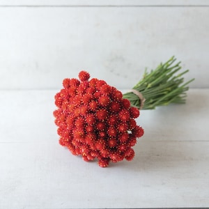 60 Globe ROUGE Bio Amarante Gomphrena Kugelamarant Kogelamarant Graines Samen Semillas Graines Somen Zaad Zaden Frø Sementes Siemenet
