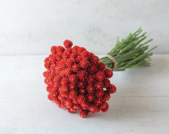 60 organische rote Kugelamaranth-Samen, ewige Blume