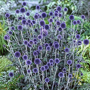 50 Echinops ritro METALLIC BLUE Flower Organic Seeds Blue Ball Thistle Fantastic for Pollinators Very decorative image 2