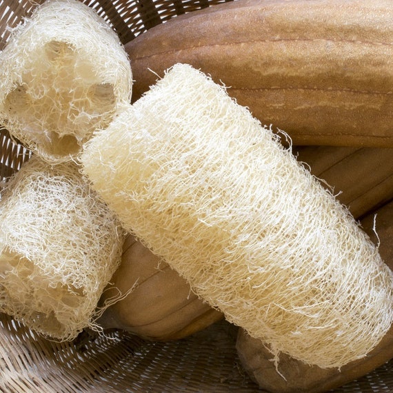 30 Samen Von Long Luffa Samen, Sachverstand Schwamm Kürbis-Samen