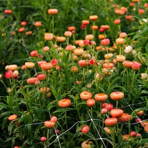 300 Elicriso biologico Fiore di paglia SALMONE Elicriso Fiore di carta Strohblume Samen Graines Nasiona Semi Sementi Somen Semillas Zaden Frø
