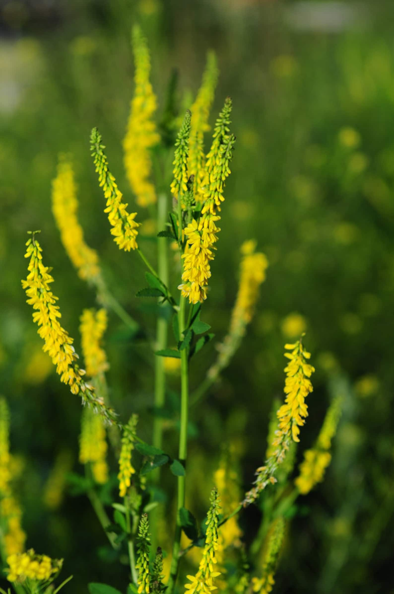 Донник желтый купить. Донник. Донник трава. Донник Melilotus officinalis. Донник желтый.