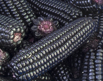 Glass Gem Corn Seeds – 10+ Rare, Colorful Heirloom Seeds For Spring Planting