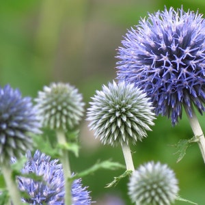 50 Echinops ritro METALLIC BLUE Flower Organic Seeds Blue Ball Thistle Fantastic for Pollinators Very decorative image 5