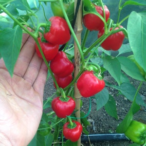 50 Organic RED MINI BELL Pepper Sweet Paprika Poivron Seeds Samen Semi Somen Graines Sementes Siemenet Zaden Zaad Great For Stuffing