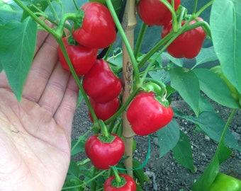 50 Seeds Organic SERRANO Chili Chilli Poivron Samen Somen Graines Sementes Siemenet Zaad Zaden Spanish Heirloom Pepper Mild Hot