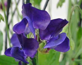 20 semi di pisello odoroso blu della famiglia reale, Lathyrus Odoratus profumato