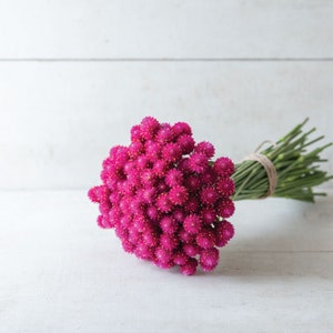 60 graines de carmin bio amarante gomphrena kugelamarant kogelamarant samen semillas graines somen zaad zaden frø sementes siemenet