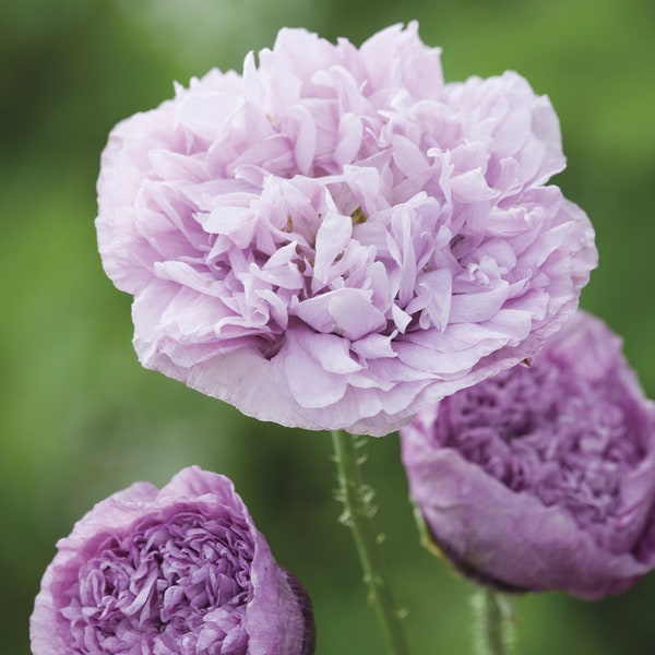 500 Zuckerwatte Double Violett Blush Poppy Seeds Papaver Mohn Samen Pavot Graines Zaad Zaden Sementes Siemenet Somen Frø Nasiona Semillas