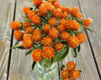 30 orange Kugelamaranth-Samen