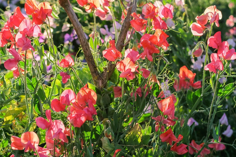 prince of orange sweet pea