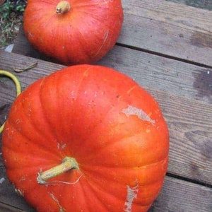 20 Organic Seeds Cinderella Carriage Pumpkin Rouge Vif de Etampes ,, Cinderella s pumpkin ,, Seeds Rouge Vif de Etampes Samen Graines Semi