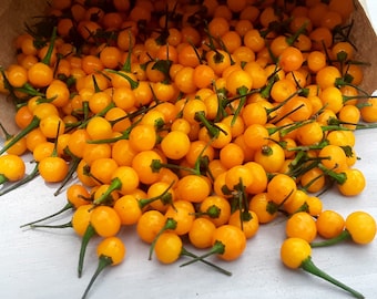 30 / 2025 Harvest Organic Aji Charapita Seeds Samen Graines Most Expensive Chilli in the World One best tasting chillies