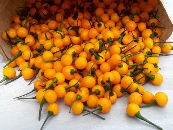 Chili más caro del mundo regalo Aji charapita 20 semillas seeds mejor calidad