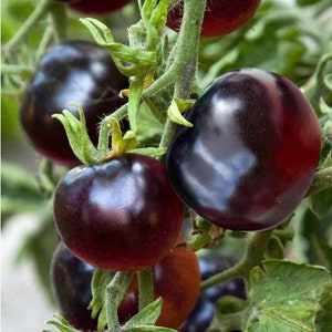 50 Organic AMERICAN BLUE Heirloom Black Tomato Seeds Schwarze Tomate Samen Somen Sementes Zaad Zaden Graines Semi Semillas