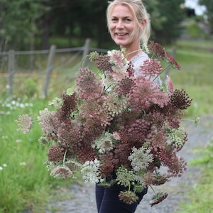 100 Organic DARA Seeds Daucus Carrota Samen Semi Sementi Semillas Graines Nasiona Somen Zaad Zaden Wilde Möhre Braun Frø Wild Carrot