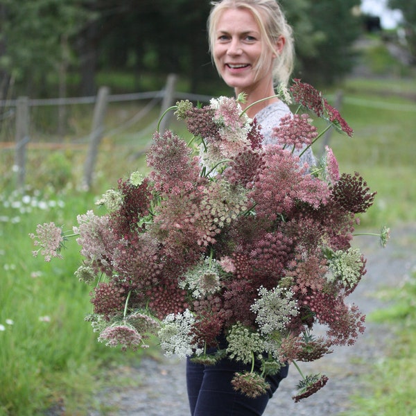 100 BIO DARA Seeds Daucus Carrota Samen Semi Sementi Semillas Graines Nasiona Somen Zaad Zaden Wilde Möhre Braun Frø Wild Carrot