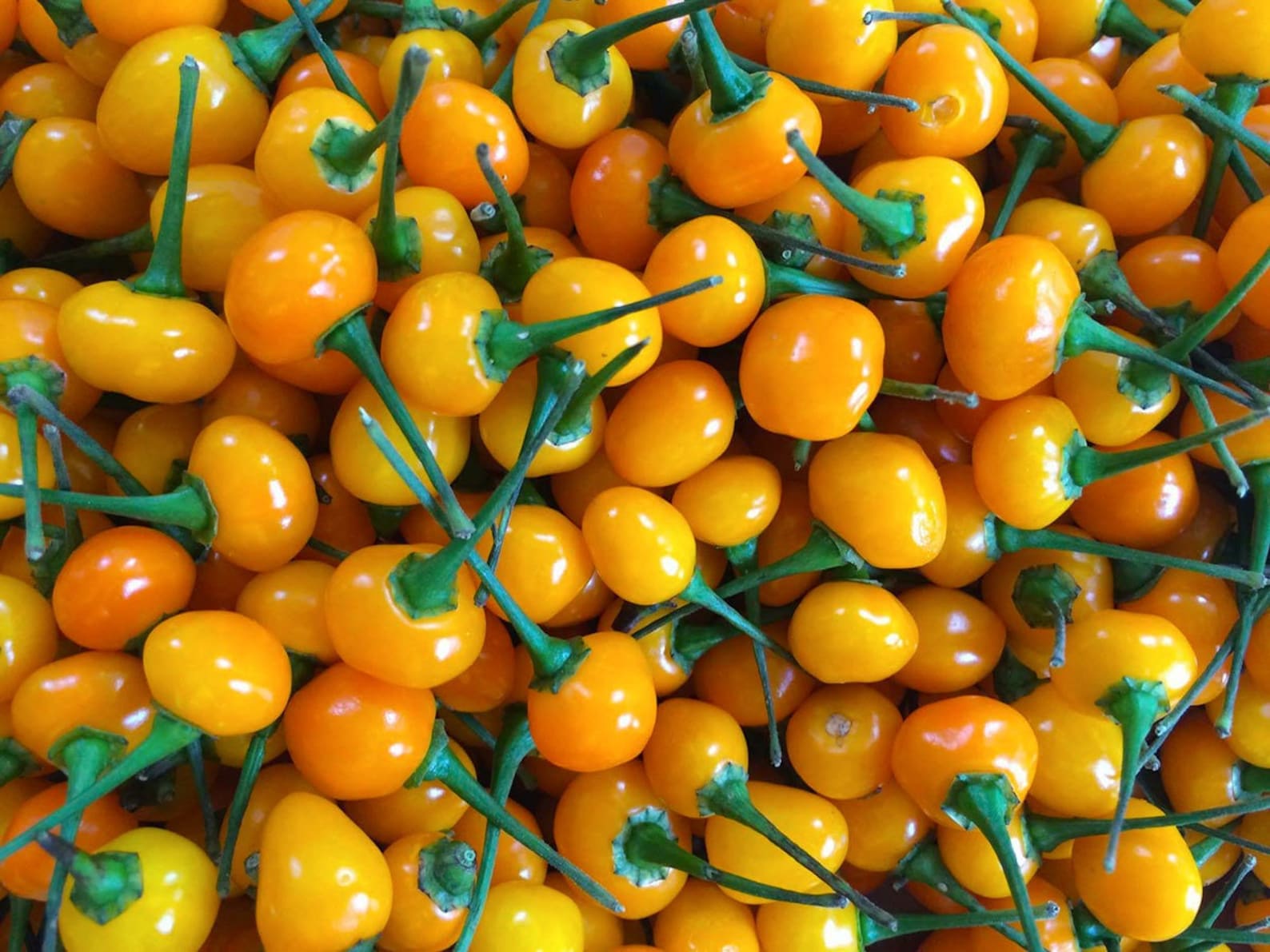 Aji Bitches