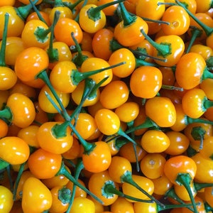50 / 2025 Harvest Organic Aji Charapita The Most Expensive Chilli in the World Seeds Samen Zaden Semi Semillas Graines Sementes Siemenet