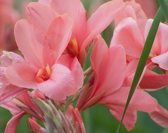 5 Canna Lily TROPICAL SALMON Seeds Samen Graines Zaden Sementes Siemenet Somen Frø Nasiona