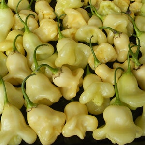 30 Organic Aji WHITE FANTASY Chilli Chili Seeds Samen Semi Piment Pimento Semillas Poivron Blanc Graines Somen Siemenet Sementes Zaad Zaden