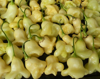 30 Organic Aji WHITE FANTASY Chilli Chili Seeds Samen Semi Piment