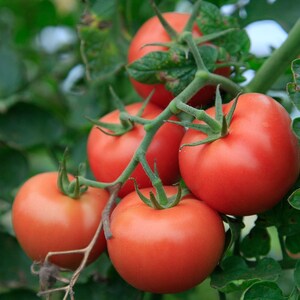 30 MONEYMAKER bio - graines de tomates anciennes très productives rendements élevés fiables héritage anglais pollinisation libre
