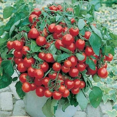 30 Maskotka Tomato Seeds: Trailing Bush Variety - Etsy Denmark