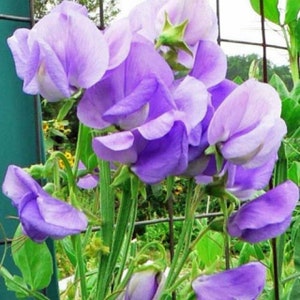 20 Bio ROYAL FAMILY LAVENDEL Sweet Pea Samen Lathyrus Odoratus für Bestäuber und Bienen Bauerngarten