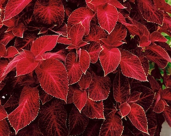 30 WIZARD RED VELVET Coleus Samen, Dekoratives Tiefrotes Laub Ziertopf Balkon Innenbereich Blume