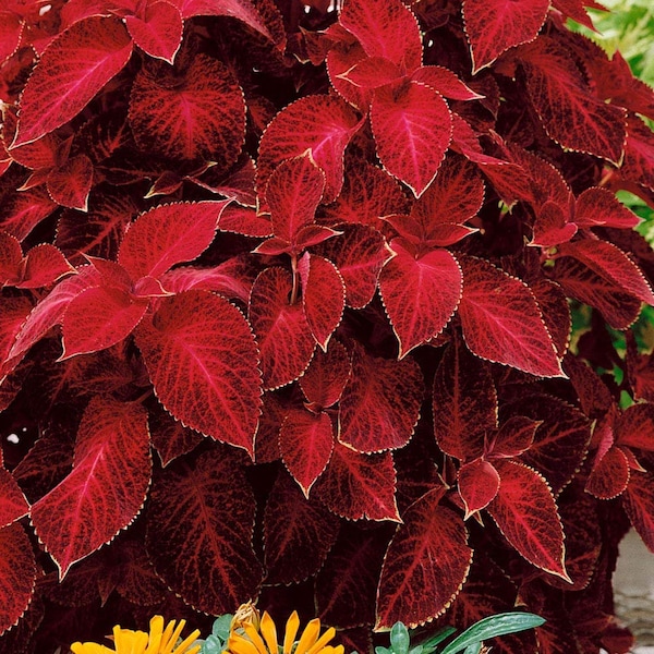 50  WIZARD RED VELVET Coleus Seeds Buntnessel Samen Somen Graines Semi Sementi Semillas Zaad Sementes Siemenet Sēklas Frae