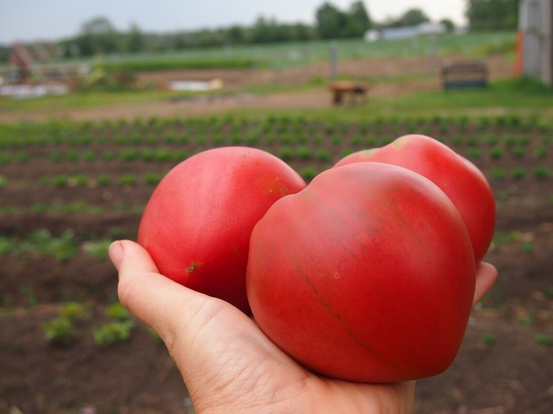 30 Anna Russian Tomato Seeds Organic Etsy