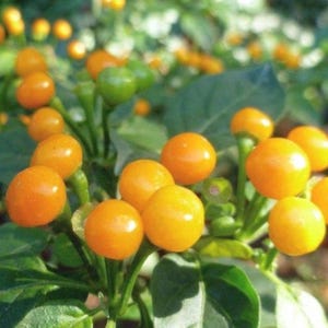 Op de afbeelding: Close-up van een plant met feloranje bessen. De ronde bessen zijn gegroepeerd en contrasteren met de groene bladeren en stengels. Sommige bessen zijn nog groen. De achtergrond is wazig, wat een natuurlijke omgeving suggereert.