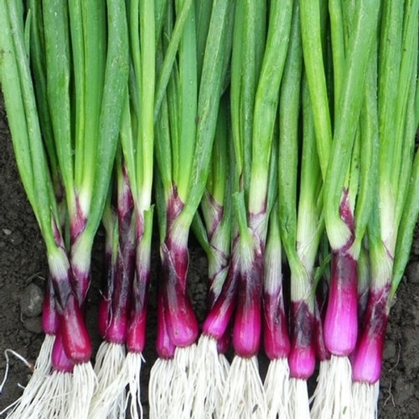 500 SCARLET BANDIT Bunching Spring Onion Seeds Mild and Sweet Zwiebel Samen Oignon Graines Nasiona Zaad Zaden Semi Sementi Sementes Frø