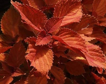 Op de afbeelding: Een close-up van een plant met levendige oranje bladeren. De bladeren hebben een getextureerd, licht gekreukeld oppervlak en zijn in een dichte cluster gerangschikt.