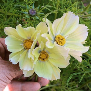 Può includere: Tre fiori di cosmo di colore giallo pallido con centri gialli e un tocco di blu nei petali. I fiori sono tenuti in una mano.