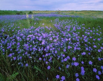 1000 Seeds Common BLUE FLAX Linum Blauwe Zaden Lein Samen Lin Cultivè Graines Linu